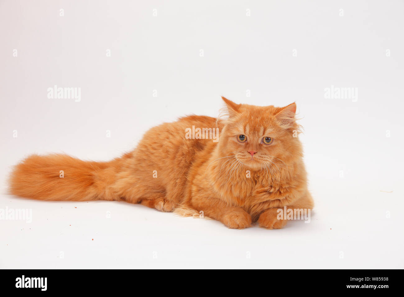 Britisch Langhaar Katze, männlich, mit Ingwer Mantel, liegend Stockfoto