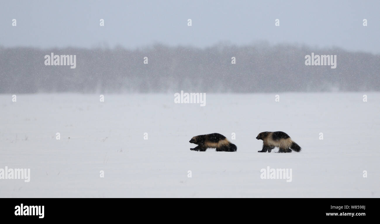 Vielfrass (Gulo Gulo) in der Verschneiten Tundra. Kronotsky Zapovednik Nature Reserve, Kamtschatka, Russischen Fernen Osten, März. Stockfoto