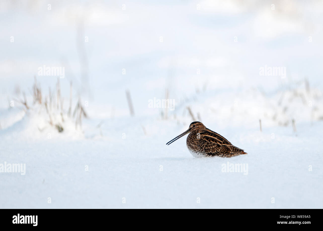 Bekassine (Gallinago gallinago) Ernährung im Schnee Norfolk, Dezember Stockfoto