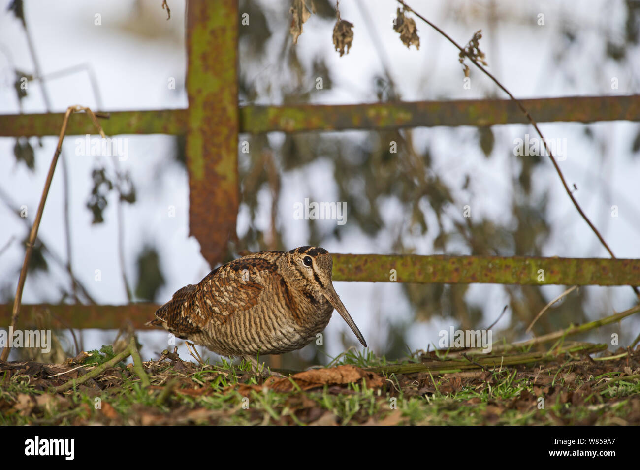 Waldschnepfe (Scolopax ruticola) Norfolk, Dezember Stockfoto