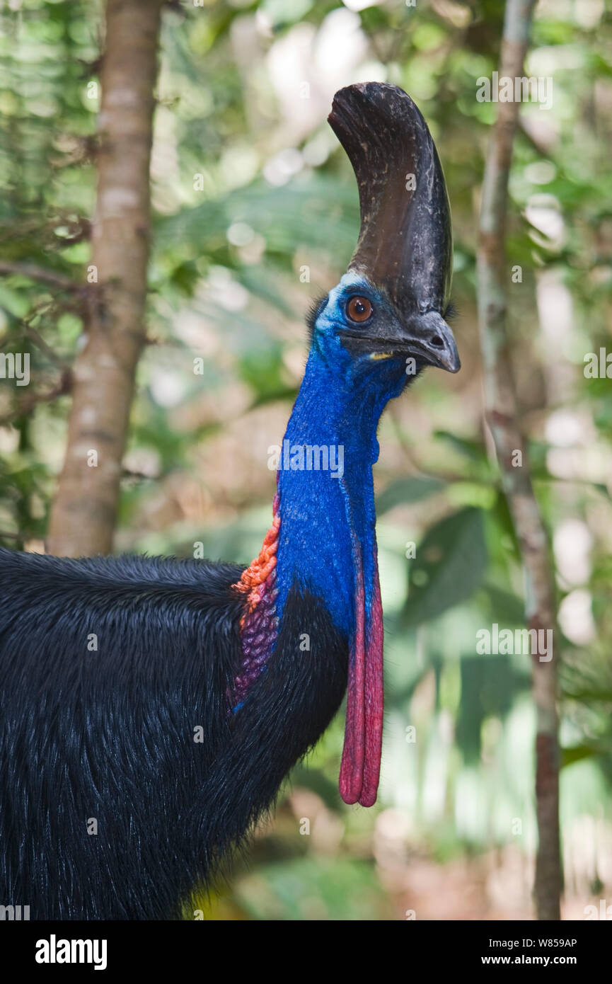 Southern Cassowary (Casuarius casuarius) Porträt, Cassowary Haus, Queensland, Australien Stockfoto