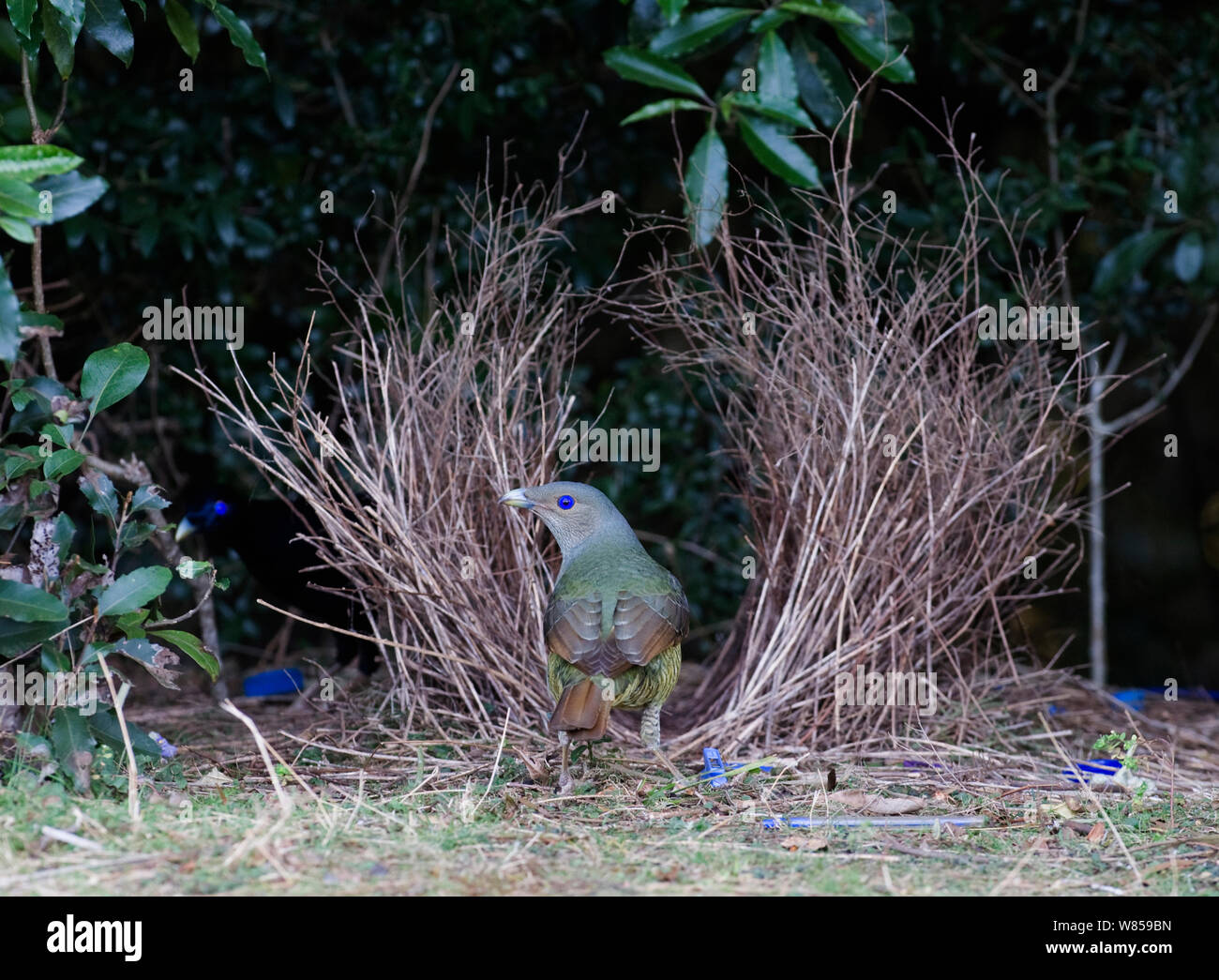 Satin Bowerbird (Ptilonorhynchus violaceus) weiblichen Besuch bower Lamington NP, Queensland, Australien, September Stockfoto