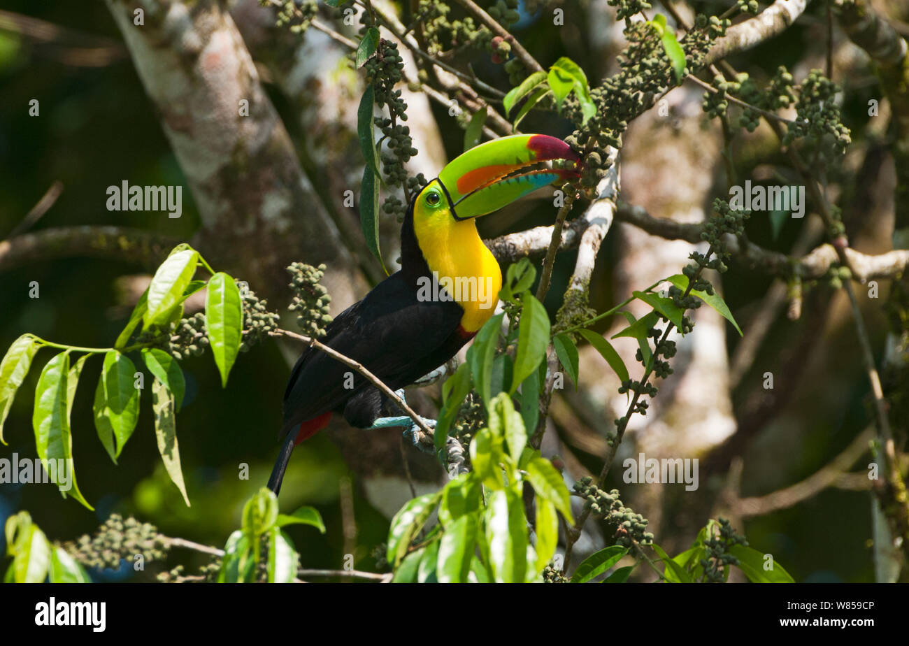 Kiel-billed Toucan (Ramphastos sulfuratus) La Selva, Costa Rica Stockfoto