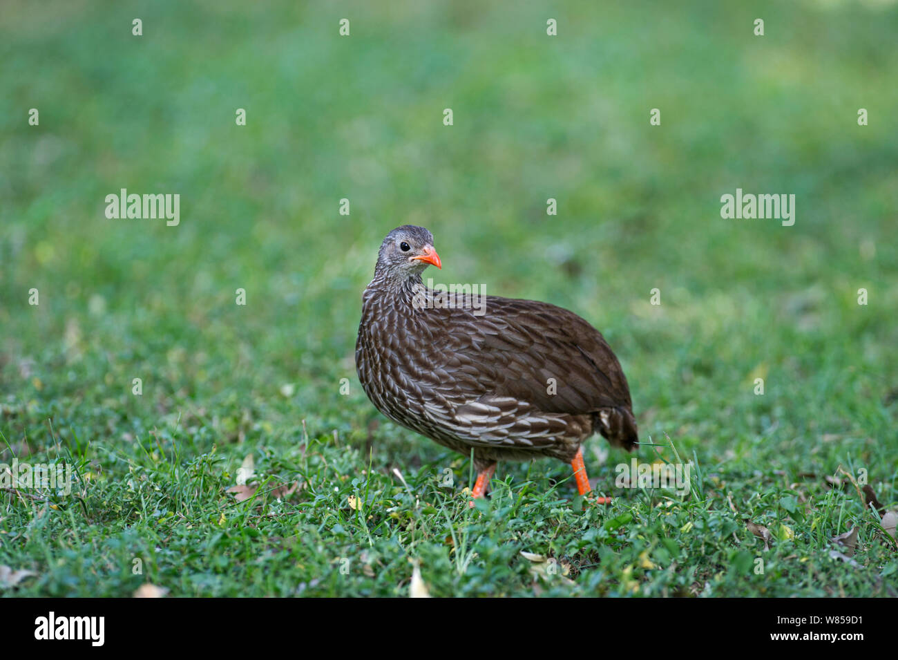 Scaly Francolin (Francolinus squamatus) Masai Mara, Kenia Stockfoto