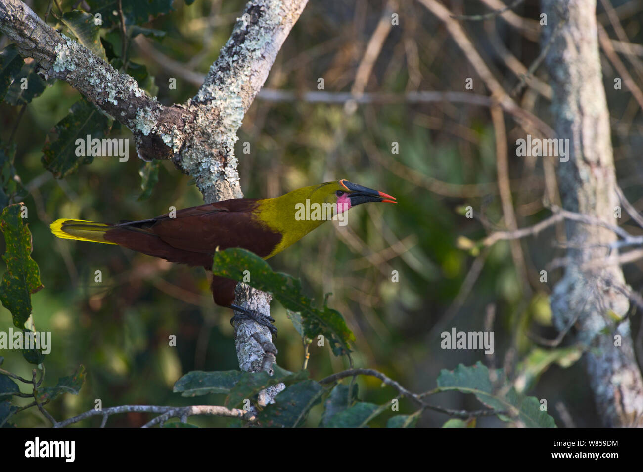 Olivenöl Oropendola (Psarcocolius Bifasciatus) Amazonas, Peru Stockfoto