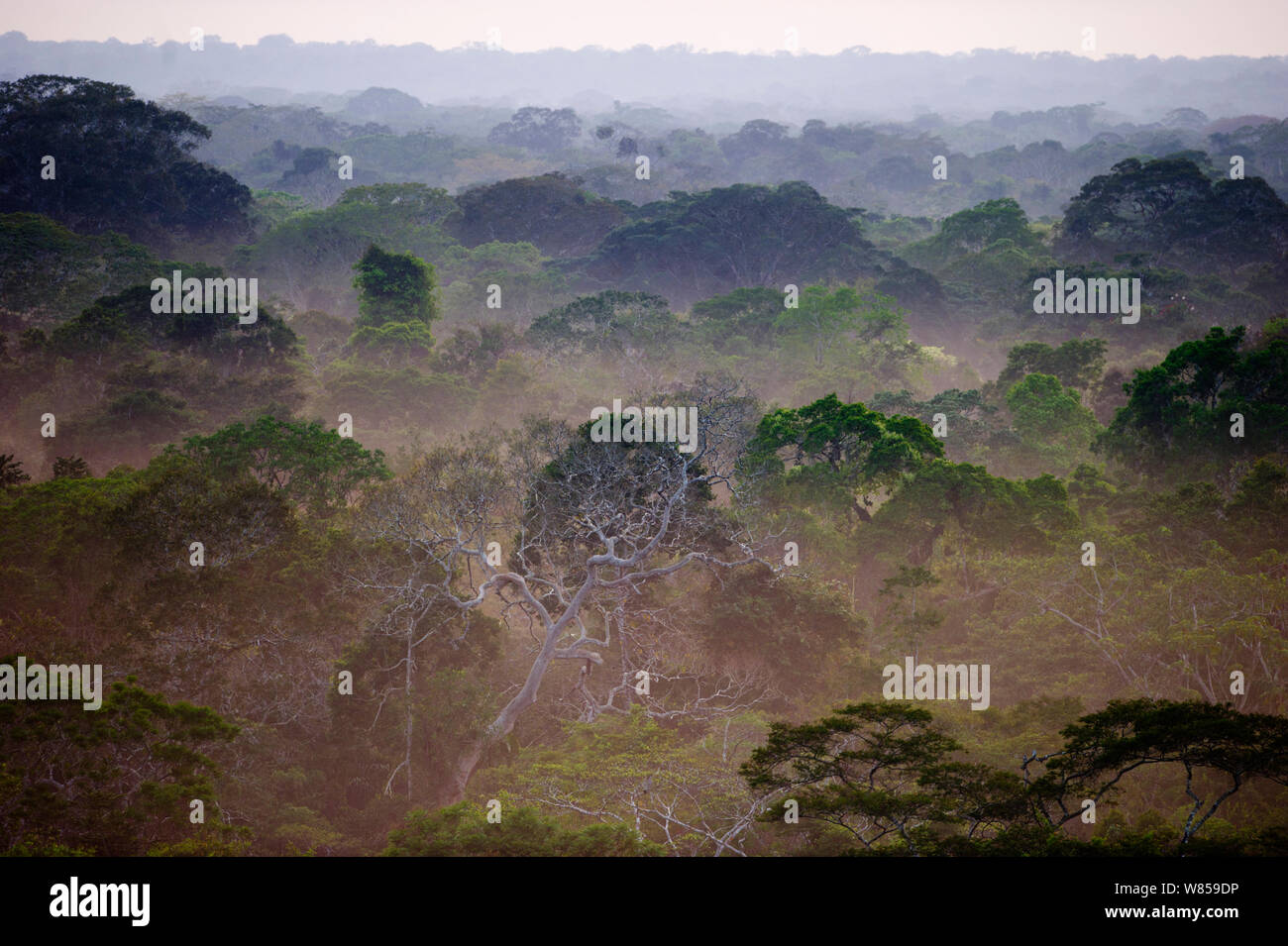 Blick über die Baumkronen des amazonischen Regenwald im Morgengrauen Tambopata, Peru Stockfoto