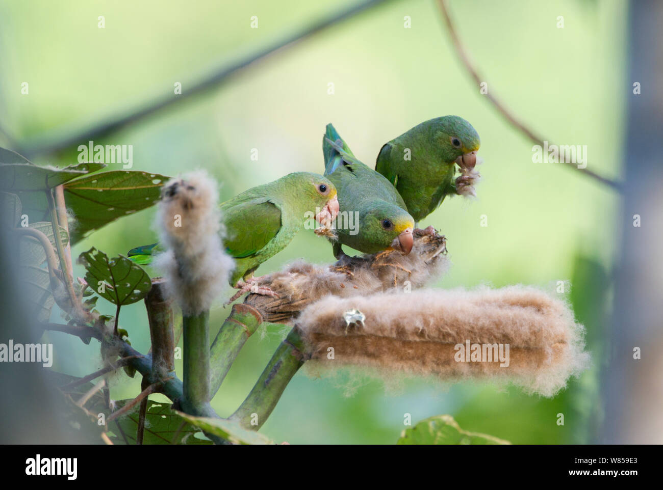 Kobalt - winged Sittiche (Sperlingsvögel cyanoptera) Fütterung auf Samen, Tambopata, Peru Stockfoto
