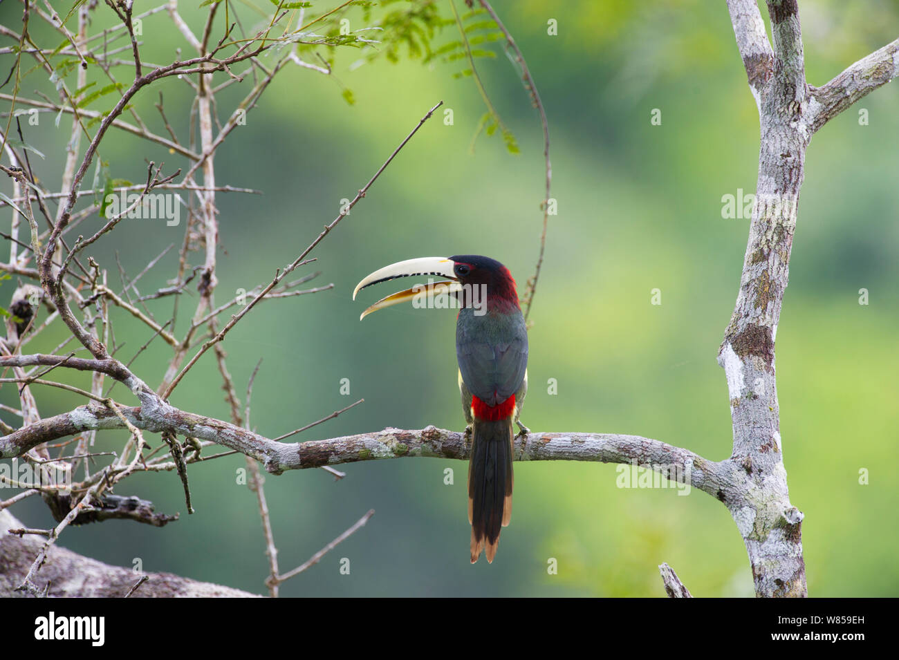 Ivory-billed Aracari (Pteroglossus azara) Amazon River, in der Nähe von Iquitos, Peru Stockfoto