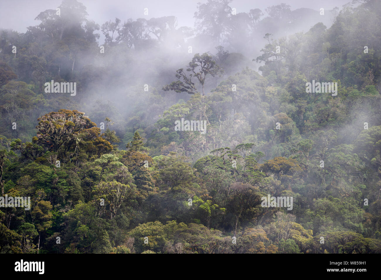 Montane Regenwald rund um Mount Hagen, Western Highlands, Papua New Guinea Stockfoto