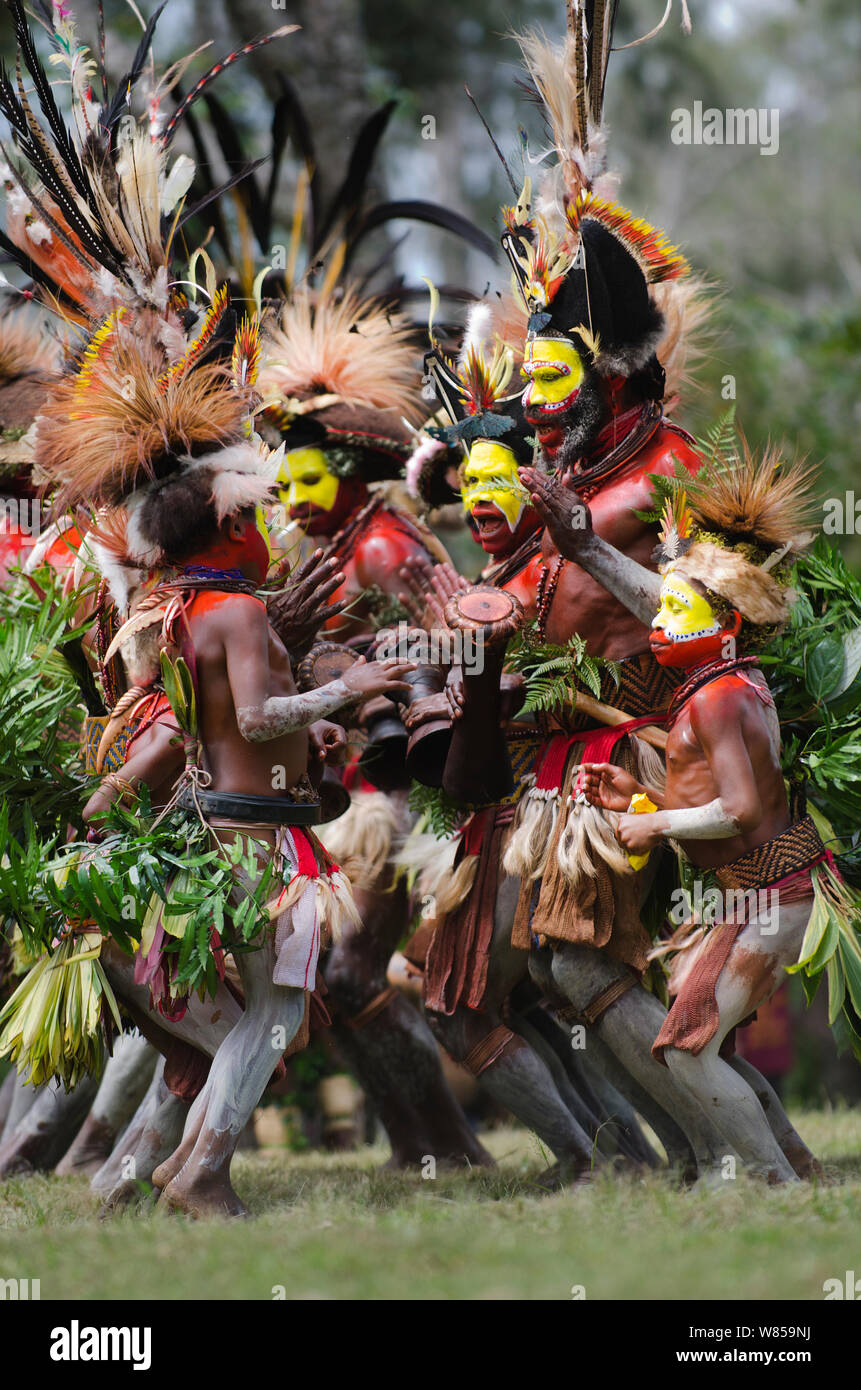 Huli Wigmen aus der Tari Tal, im Südlichen Hochland von Papua Neuguinea, auch bei Singen - Singen, Mount Hagen, Papua Neu Guinea. Das Tragen von Bird of paradise Daunen und Federn besonders Raggiana Bird Of Paradise. August 2011 Stockfoto