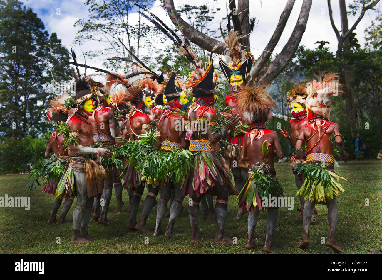 Huli Wigmen aus der Tari-schlucht, Southern Highlands, Sie an einer Singen - singen Mount Hagen, Papua Neu Guinea. Das Tragen von Bird of paradise Daunen und Federn besonders Raggiana Bird Of Paradise. August 2011 Stockfoto