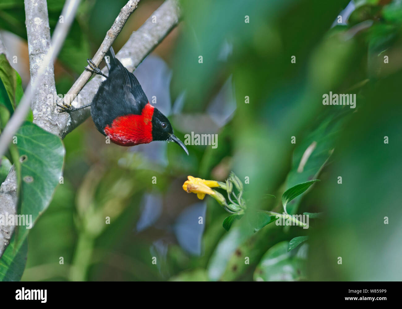 Red-collared Honeyeater/Rot - collarded Myzomela (Myzomela rosenbergii) männlich, Mount Hagen, Western Highlands, Papua New Guinea Stockfoto