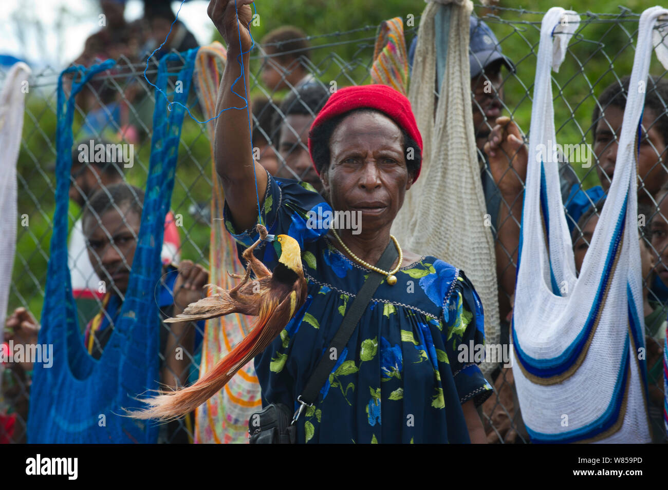 Dame in Markt mit männlichen Raggiana Bird Of Paradise (Rothschildi raggiana) für Verkauf, Mount Hagen, Papua-Neuguinea, August 2011 Stockfoto