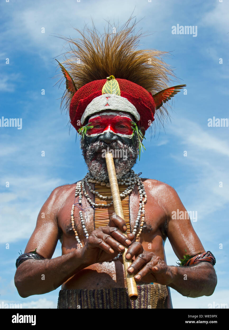 Tribal Interpret westlichen Hochland Papua-neuguinea sie an einer Singen - singen - Hagen zeigen Westlichen Hochland Papua Neu Guinea. August 2011 Kopf Kleid aus Cassowary Federn und zwei Papagei Flügel Stockfoto