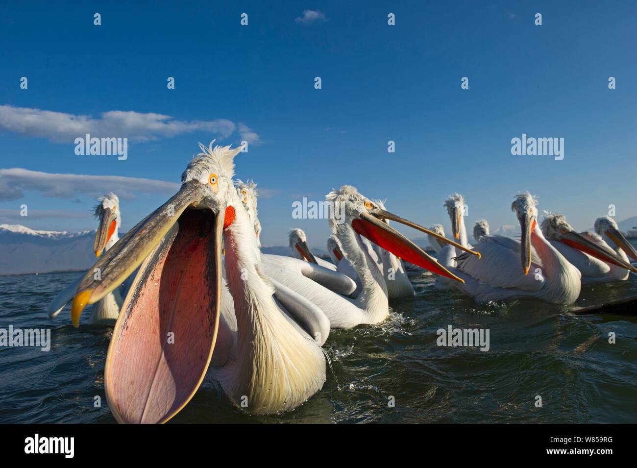 Krauskopfpelikane (Pelicanus crispus) von Fischer am See Kerkini, Nordgriechenland zugeführt wird, Februar Stockfoto