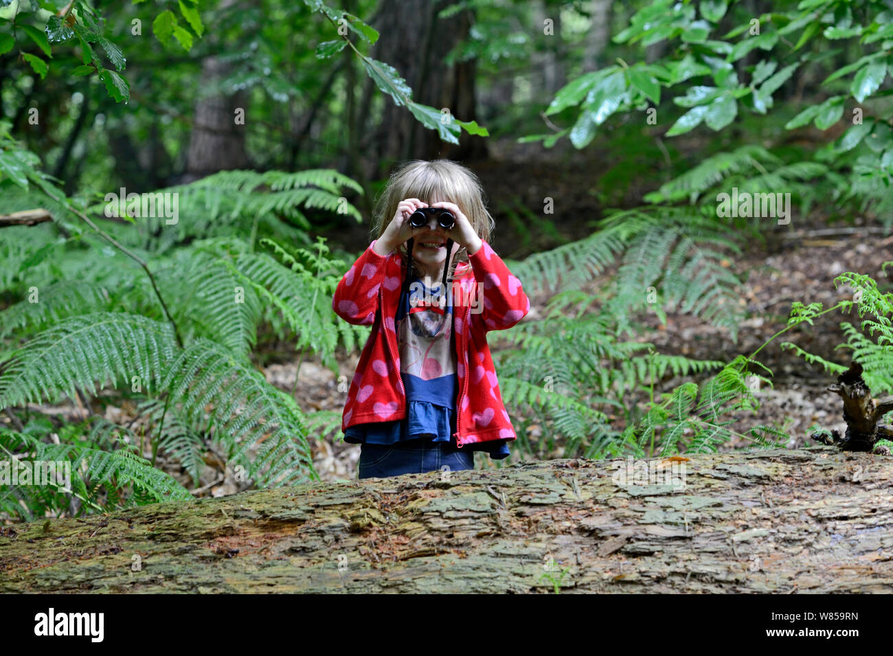 Junge Mädchen Vogelbeobachtungen im Wald im Sommer Norfolk. Juli 2011. Model Released Stockfoto