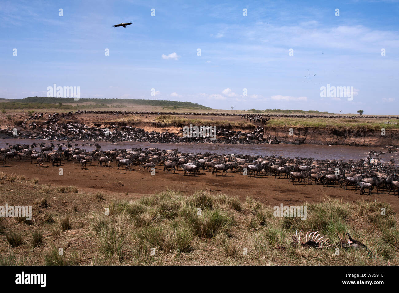 Eastern White-bärtigen Gnus (connochaetes Taurinus) mit Geier, Herde Überquerung des Mara River Masai Mara National Reserve, Kenia, Juli Stockfoto