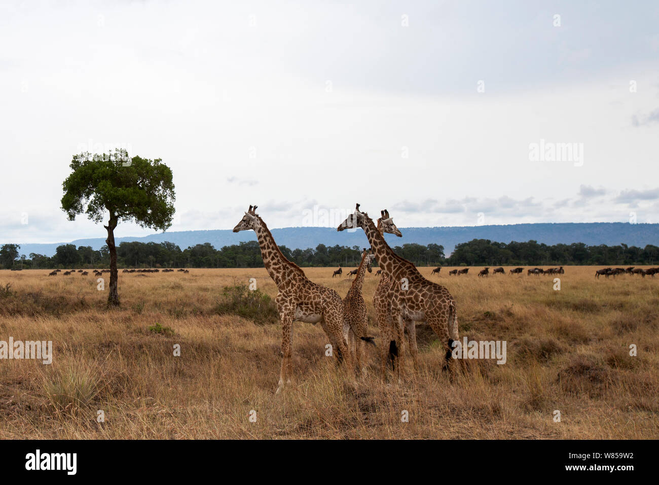 Masai Giraffe (Giraffa Camelopardalis tippelskirchi) männliche Gruppe. Masai Mara National Reserve, Kenia. August Stockfoto