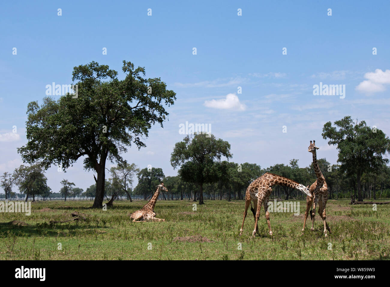 Masai Giraffe (Giraffa Camelopardalis tippelskirchi) Männer knutschen, von einem anderen ruhenden Masai Mara National Reserve, Kenia beobachtet. August Stockfoto