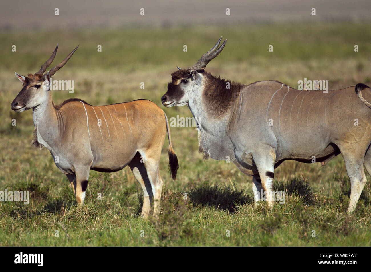 Elenantilope (taurotragus Oryx) männlich weiblich ist zu prüfen, ob im Östrus. Masai Mara National Reserve, Kenia, Juli Stockfoto