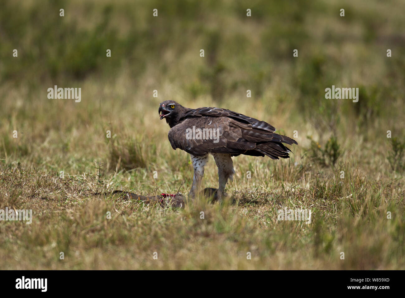 Martial Eagle (Polemaetus bellicosus) auf dem Boden mit Raub, Masai Mara National Reserve, Kenia, Juli Stockfoto