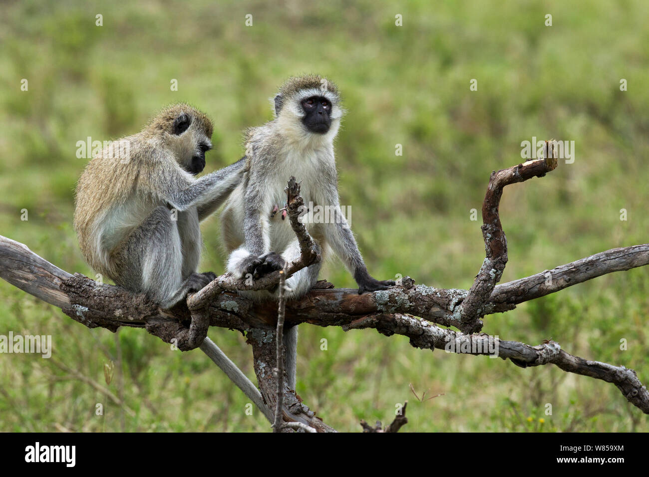 Grüne Meerkatzen (Cercopithecus aethiops) pflegen. Masai Mara National Reserve, Kenia, Juli Stockfoto