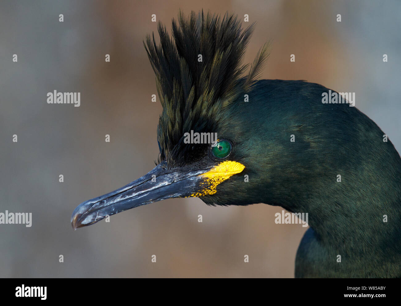 Gemeinsame shag (Phalacrocorax aristotelis), Vardo, Norwegen, März. Stockfoto
