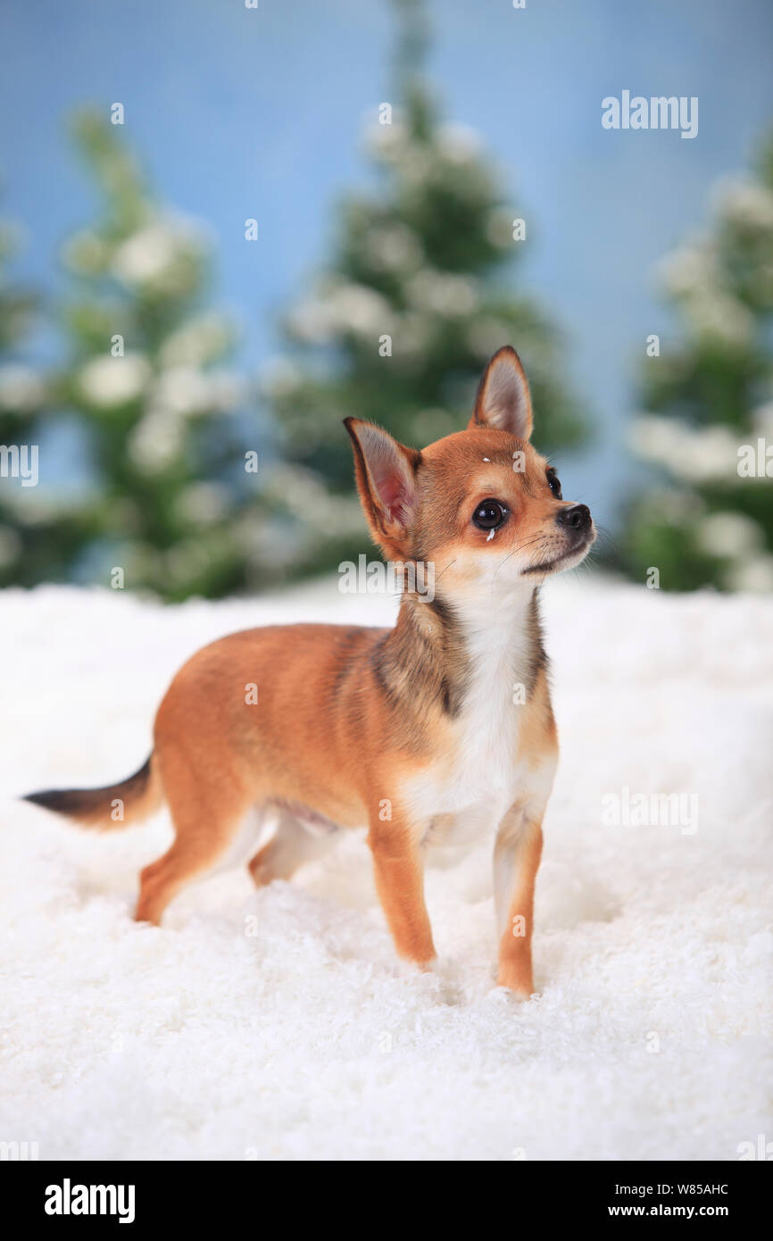 Chihuahua, kurzhaarig, männlich Alter 7 Monate in verschneite Szene. Stockfoto