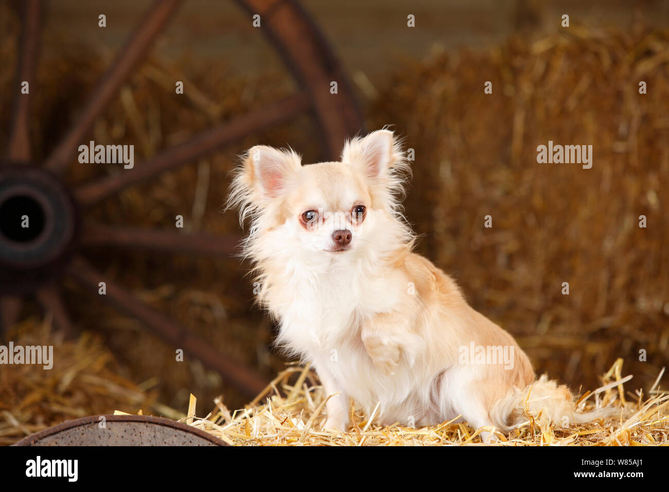 Chihuahua, langhaarige, Isabell im Stroh Stockfoto