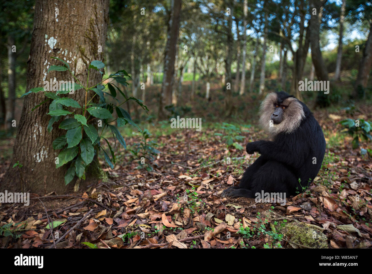 Lion-tailed Makaken (Macaca silen) männlichen sitzen. Anamalai Tiger Reserve, Western Ghats, Tamil Nadu, Indien. Stockfoto