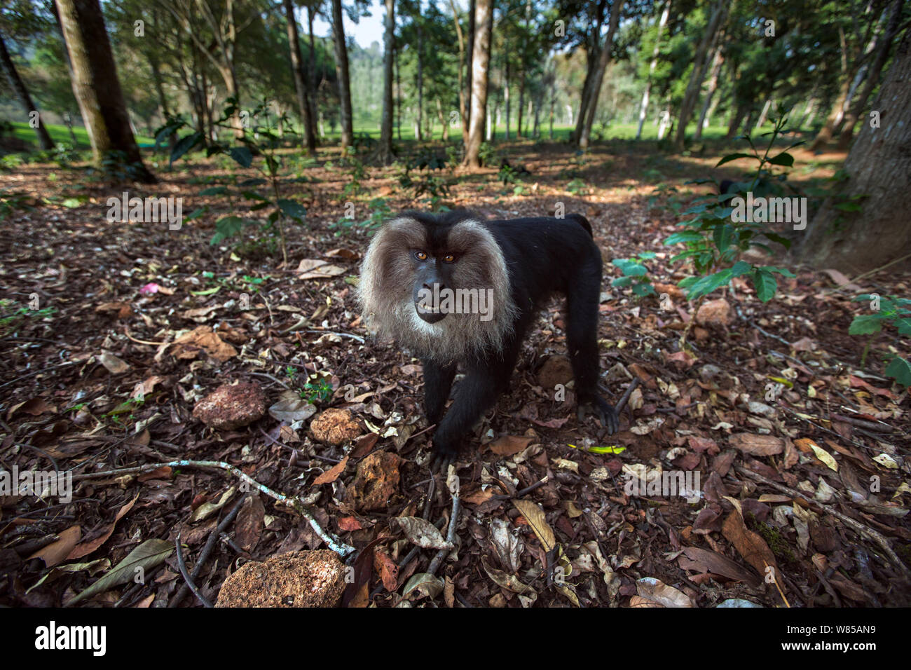 Lion-tailed Makaken (Macaca silen) Männliche nähert sich mit Neugier. Anamalai Tiger Reserve, Western Ghats, Tamil Nadu, Indien. Stockfoto