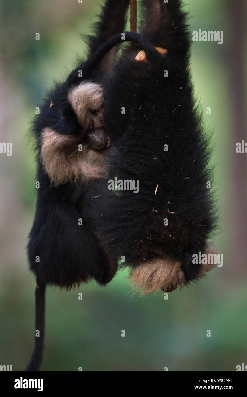 Lion-tailed Makaken (Macaca silen) Jugendliche spielen in einem Baum. Anamalai Tiger Reserve, Western Ghats, Tamil Nadu, Indien. Stockfoto