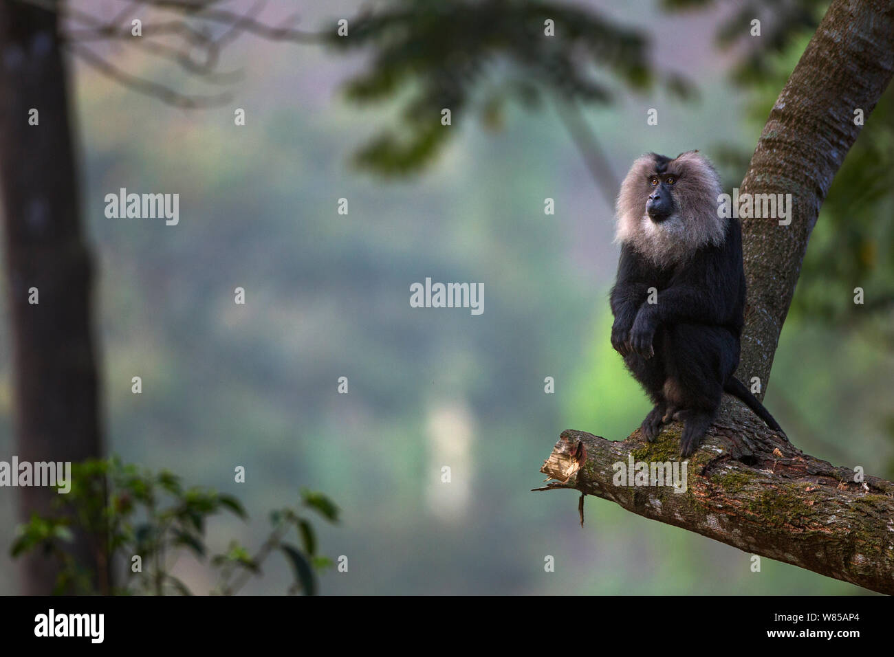 Lion-tailed Makaken (Macaca silen) männlichen Sitzen auf einem Ast. Anamalai Tiger Reserve, Western Ghats, Tamil Nadu, Indien. Stockfoto