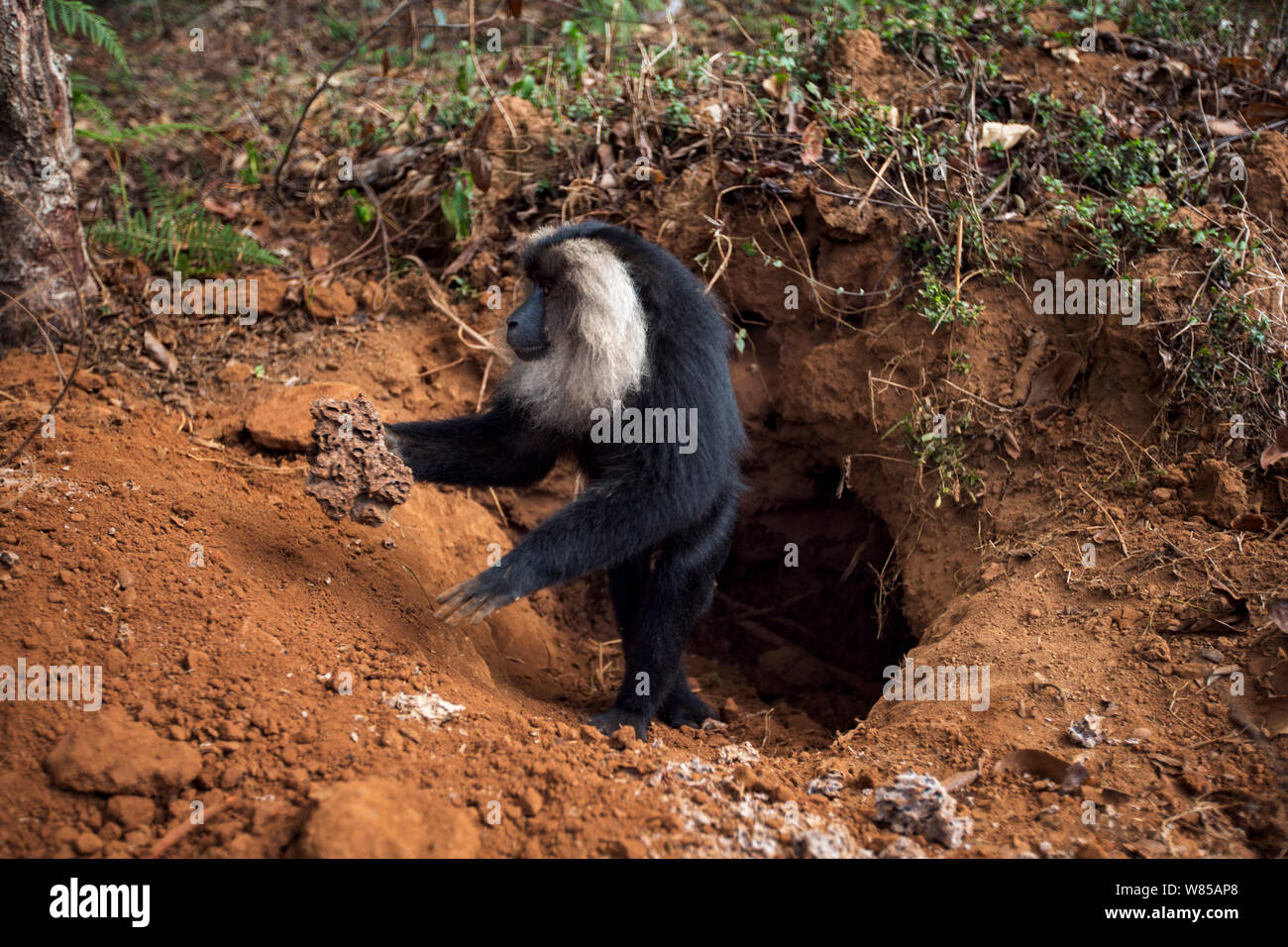 Lion-tailed Makaken (Macaca silen) männlich, die sich aus einem termitenhügel Nest auf den Eiern zu ernähren. Anamalai Tiger Reserve, Western Ghats, Tamil Nadu, Indien. Stockfoto