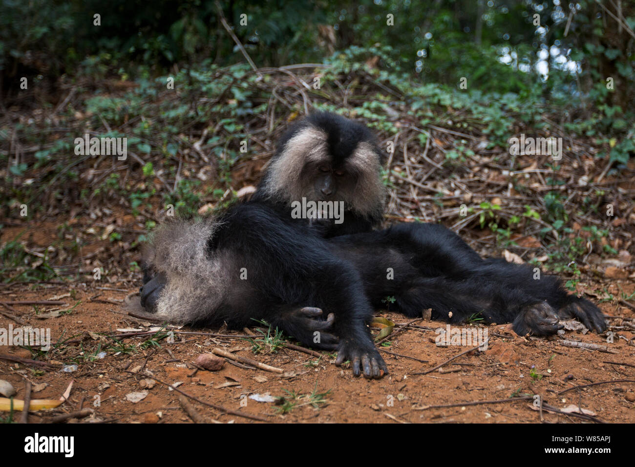 Lion-tailed Makaken (Macaca silen) weibliche Pflege männlich. Anamalai Tiger Reserve, Western Ghats, Tamil Nadu, Indien. Stockfoto