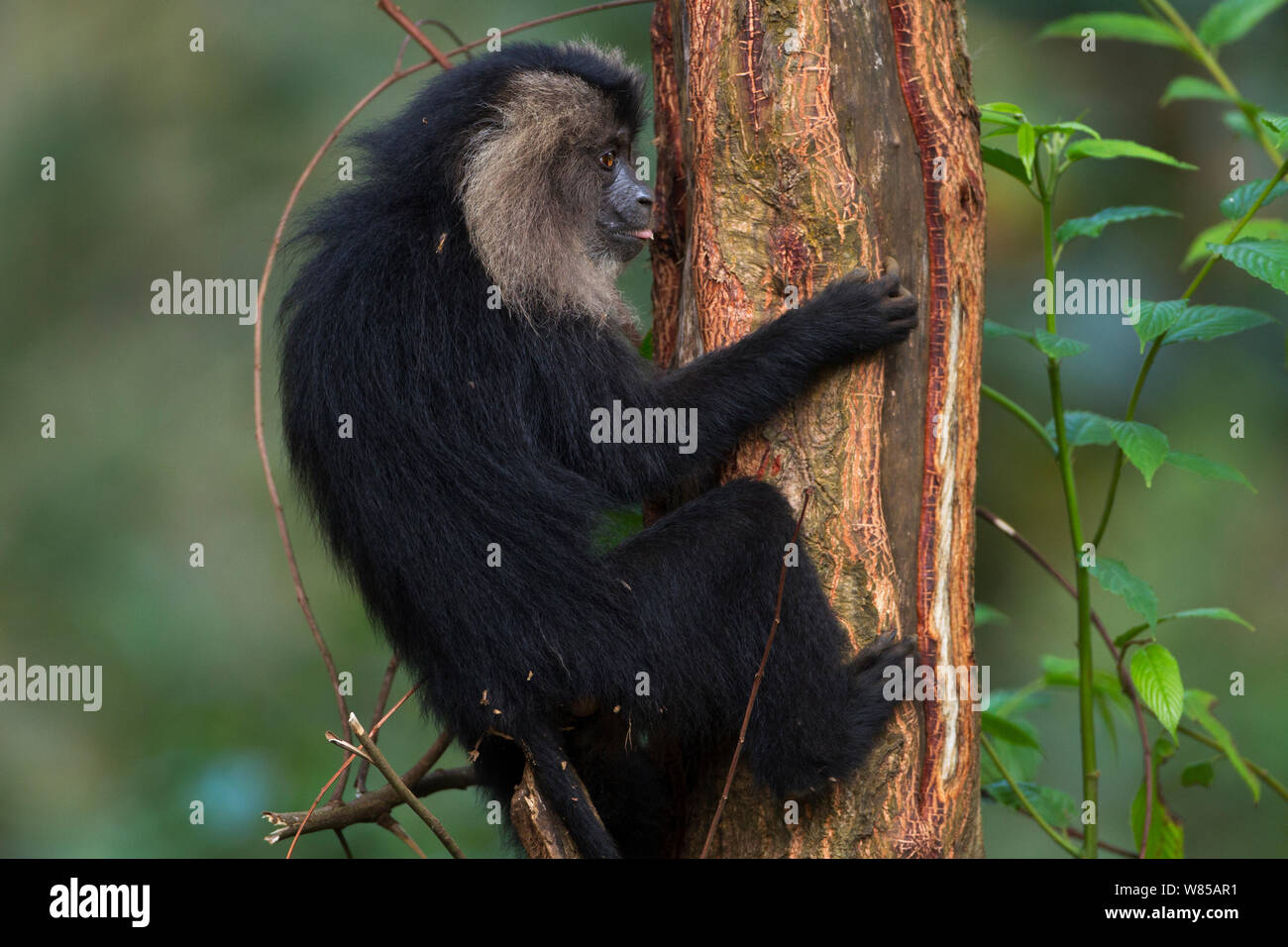 Lion-tailed Makaken (Macaca silen) lecken Harz sereted aus einem Baumstamm. Anamalai Tiger Reserve, Western Ghats, Tamil Nadu, Indien. Stockfoto