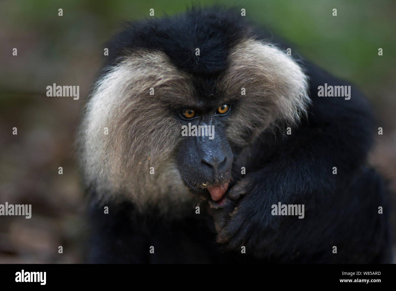 Lion-tailed Makaken (Macaca silen) Sub-erwachsenen männlichen seinem verletzten Fuß untersucht. Anamalai Tiger Reserve, Western Ghats, Tamil Nadu, Indien. Stockfoto