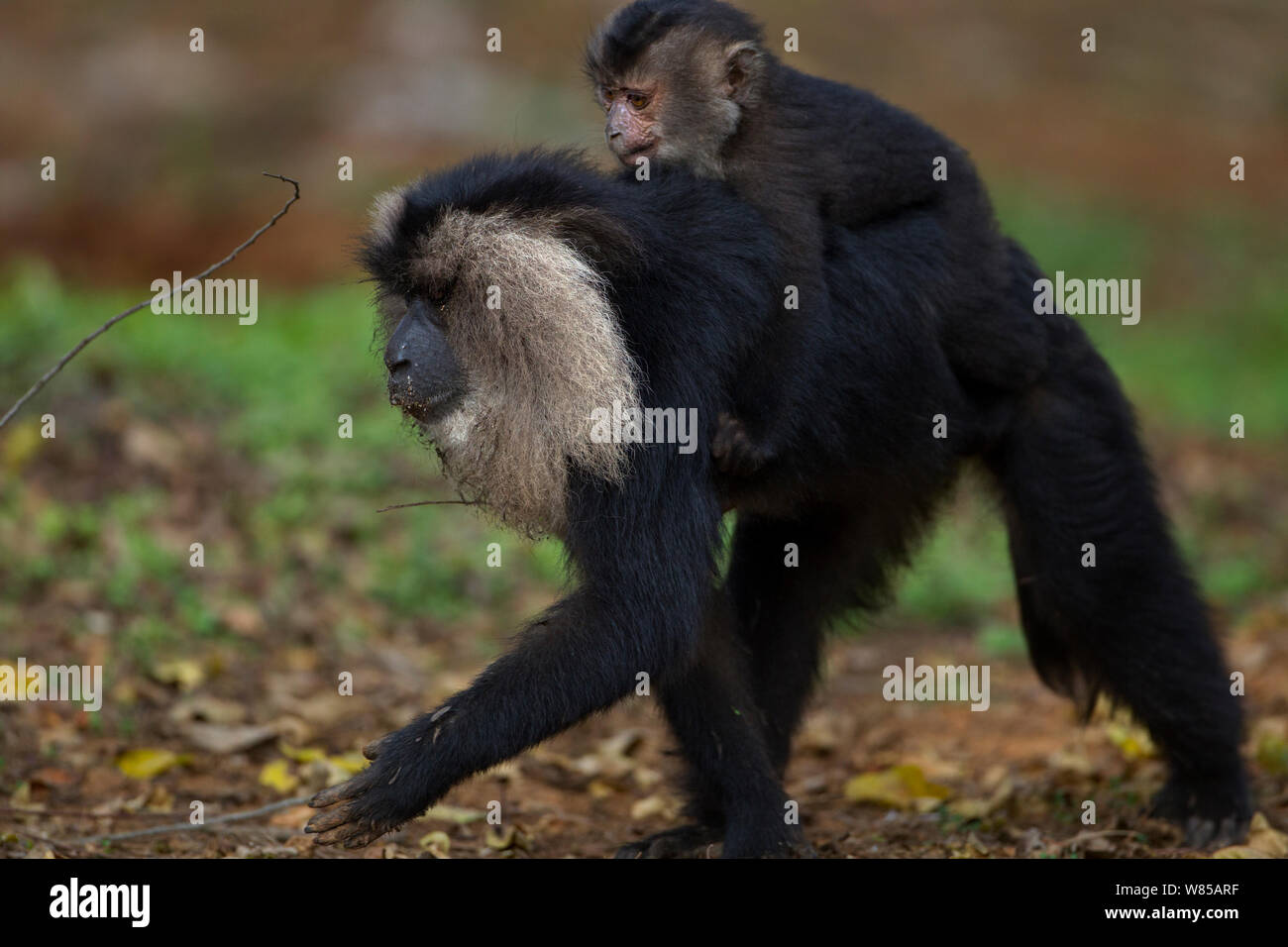 Lion-tailed Makaken (Macaca silen) Frau, die ihr Baby im Alter von 12-18 Monaten auf ihrem Rücken. Anamalai Tiger Reserve, Western Ghats, Tamil Nadu, Indien. Stockfoto