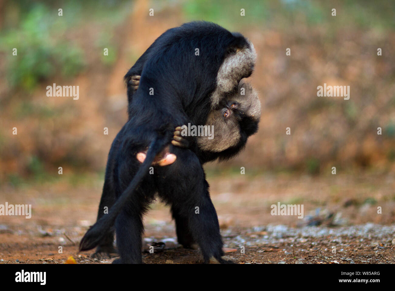 Lion-tailed Makaken (Macaca silen) spielen kämpfen. Anamalai Tiger Reserve, Western Ghats, Tamil Nadu, Indien. Stockfoto