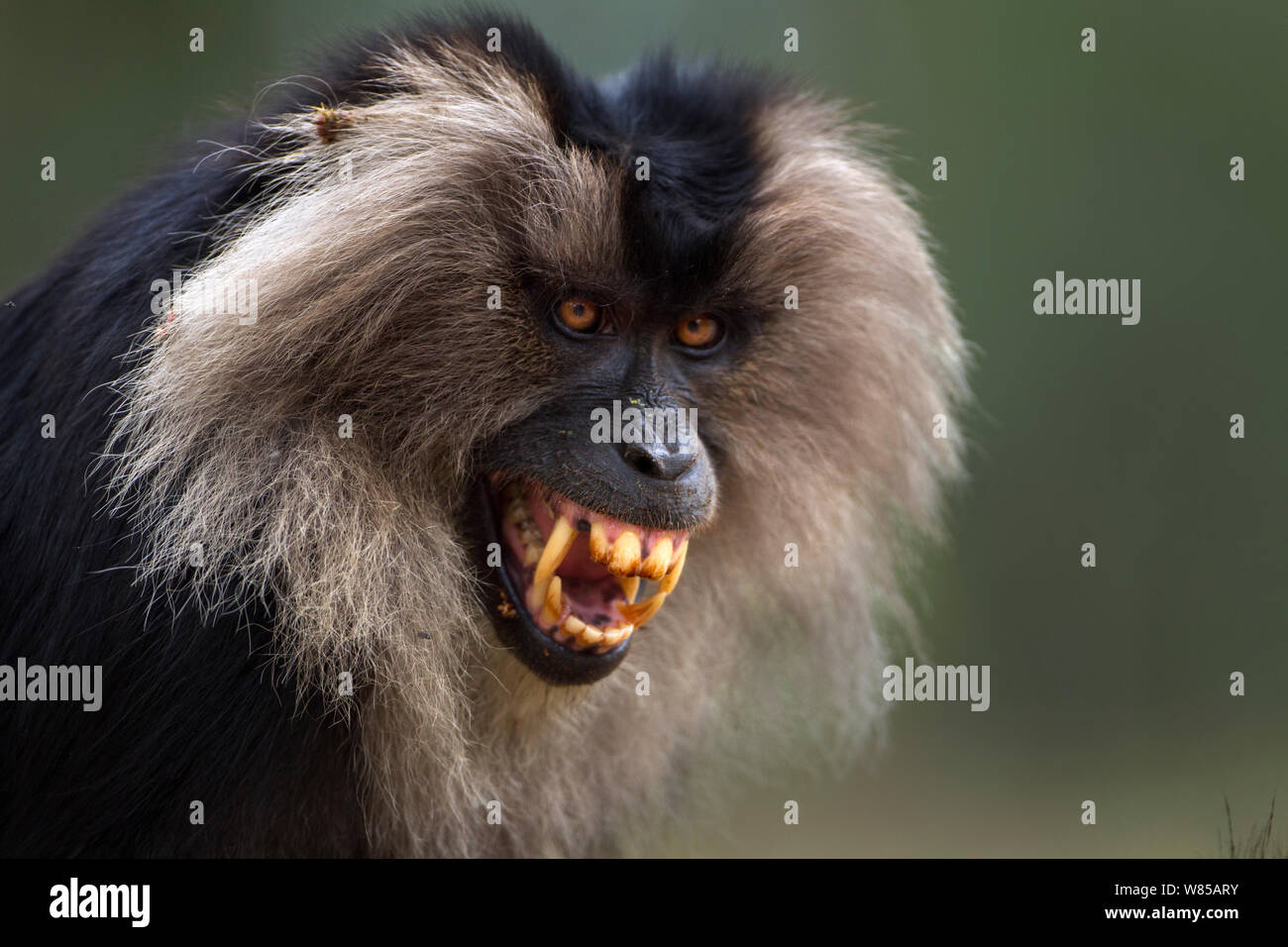 Lion-tailed Makaken (Macaca silen) männliche Grimassen, entblößte die Zähne während der Paarung. Anamalai Tiger Reserve, Western Ghats, Tamil Nadu, Indien. Stockfoto