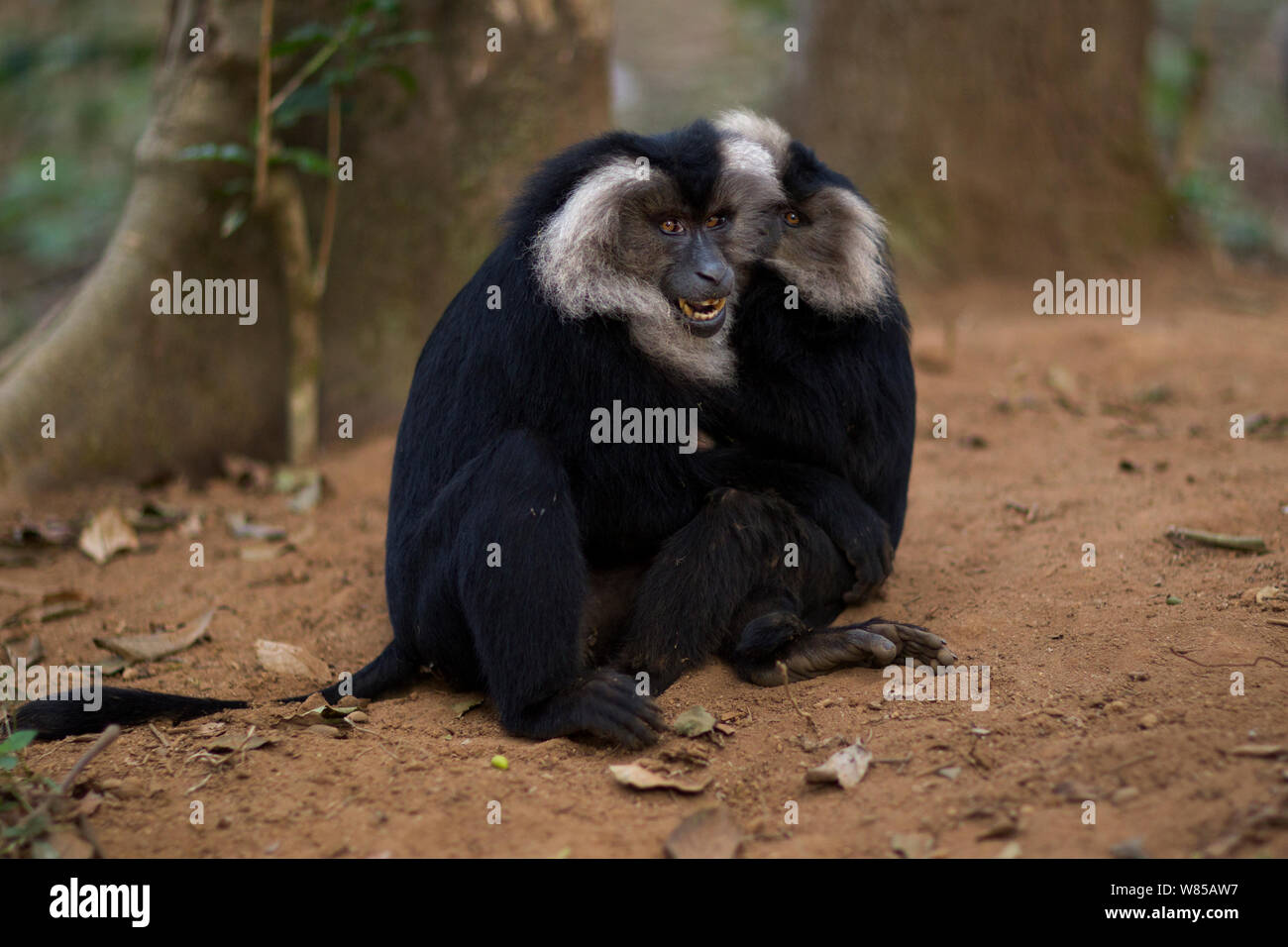 Lion-tailed Makaken (Macaca silen) spielen. Anamalai Tiger Reserve, Western Ghats, Tamil Nadu, Indien. Stockfoto