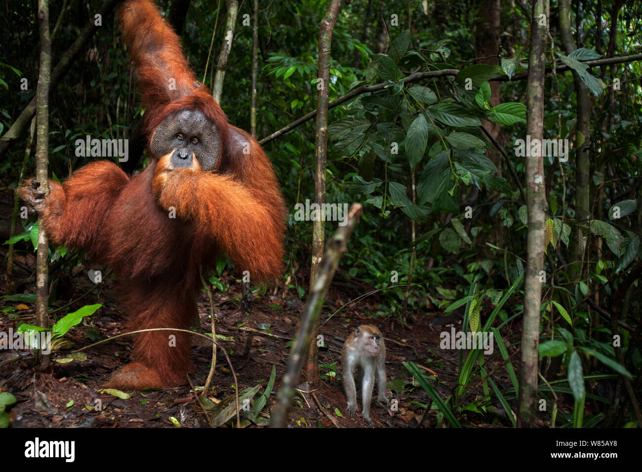 Sumatra Orang-Utans (Pongo abelii) reife männliche' Halik' im Alter von 26 Jahren unterstützt durch eine Liane stehen. Gunung Leuser Nationalpark, Sumatra, Indonesien. Rehabilitiert und freigegeben (oder von denen, die zwischen 1973 und 1995 veröffentlicht wurden). Stockfoto