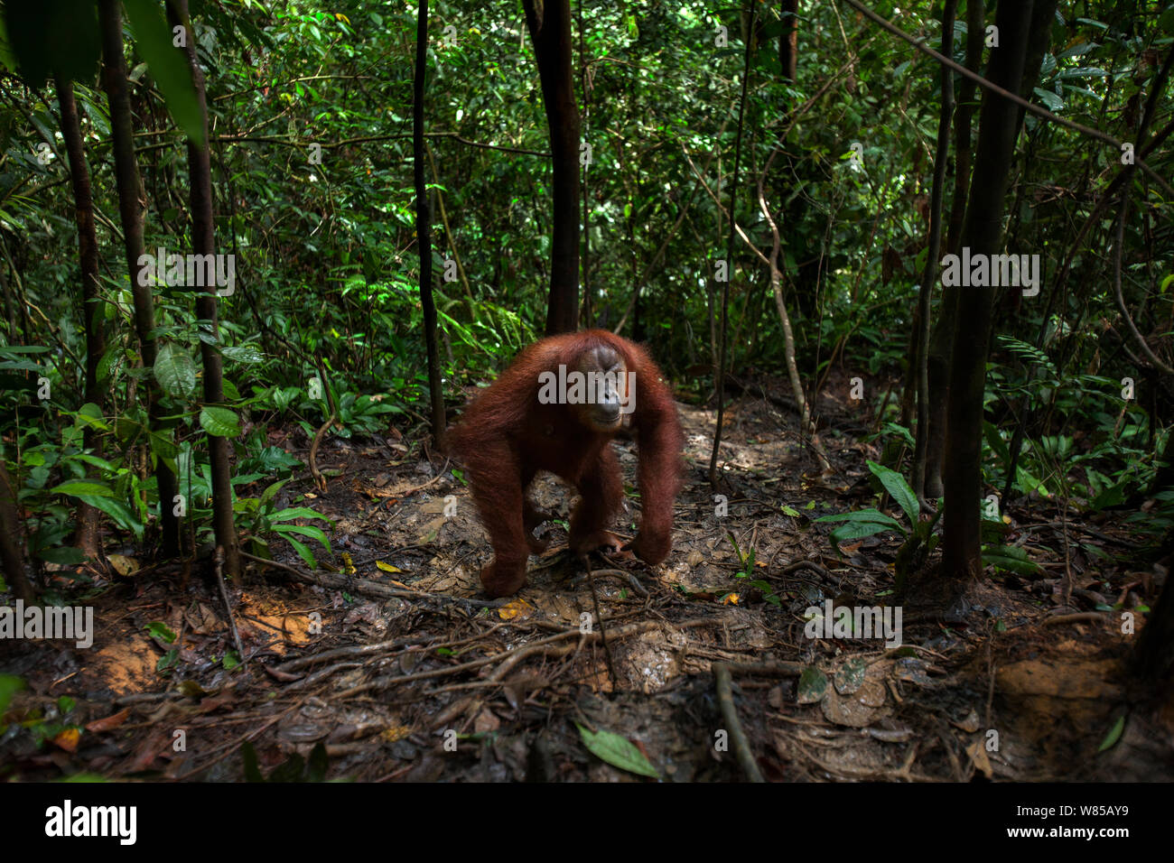 Sumatra Orang-Utans (Pongo abelii) weiblich bin inah' im Alter von 34 Jahren bis zu einem Waldweg. Gunung Leuser Nationalpark, Sumatra, Indonesien. Rehabilitiert und freigegeben (oder von denen, die zwischen 1973 und 1995 veröffentlicht wurden). Stockfoto