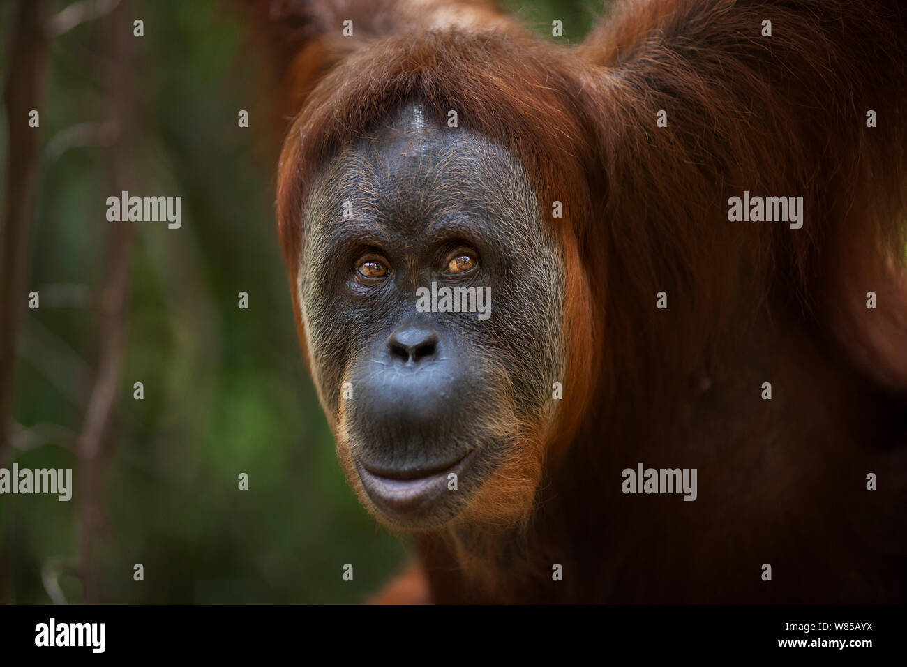 Sumatra Orang-Utans (Pongo abelii) weibliche Uma' im Alter von 36 Jahren hoch. Gunung Leuser Nationalpark, Sumatra, Indonesien. Rehabilitiert und freigegeben (oder von denen, die zwischen 1973 und 1995 veröffentlicht wurden). Stockfoto