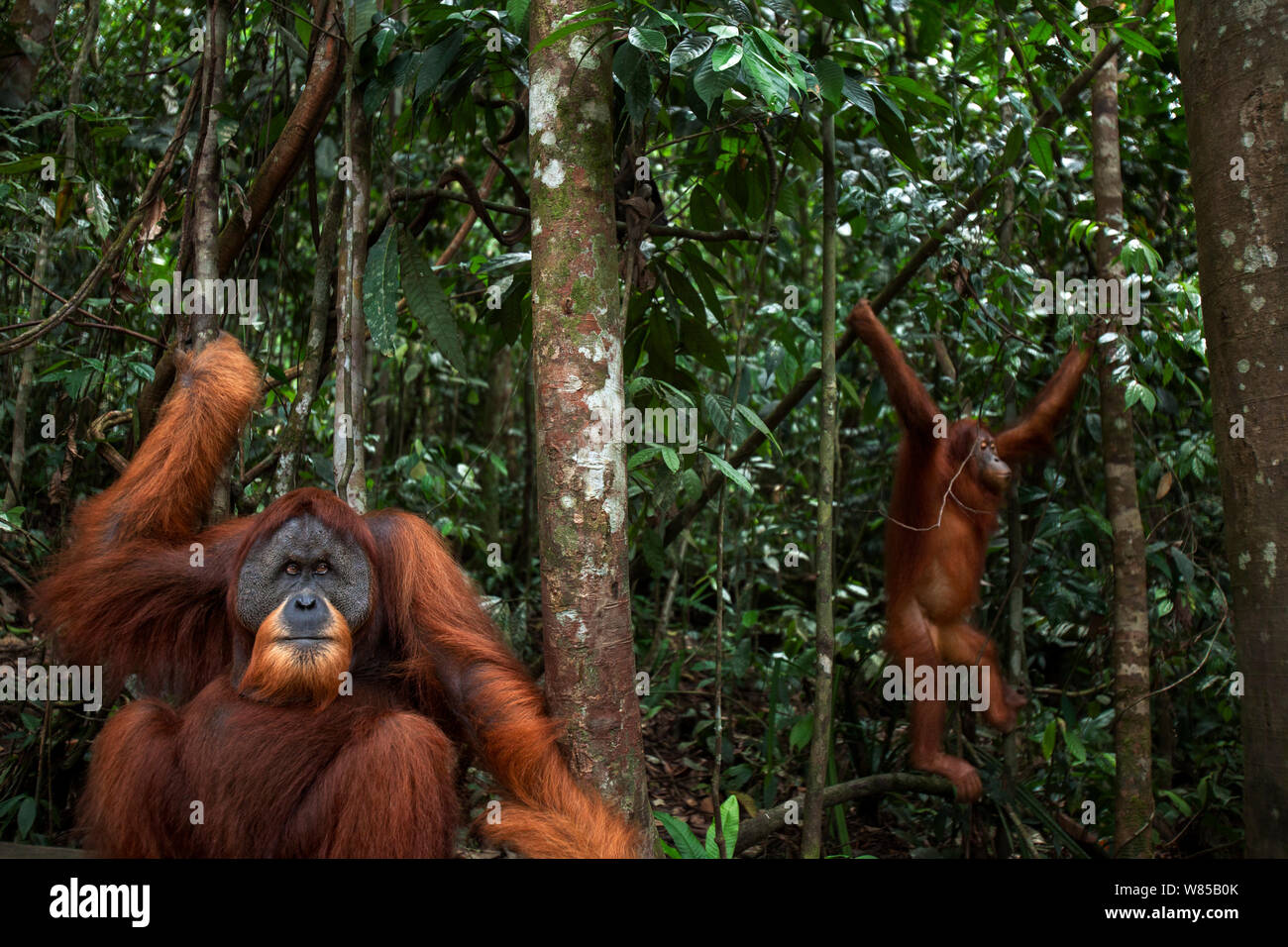 Sumatra Orang-Utans (Pongo abelii) reife männliche' Halik' im Alter von 26 Jahren mit weiblichen 'Juni' ab 12 Jahren Schwingen von einem Baum im Hintergrund - Weitwinkel Perspektive sitzen. Gunung Leuser Nationalpark, Sumatra, Indonesien. Rehabilitiert und freigegeben (oder von denen, die zwischen 1973 und 1995 veröffentlicht wurden). Stockfoto