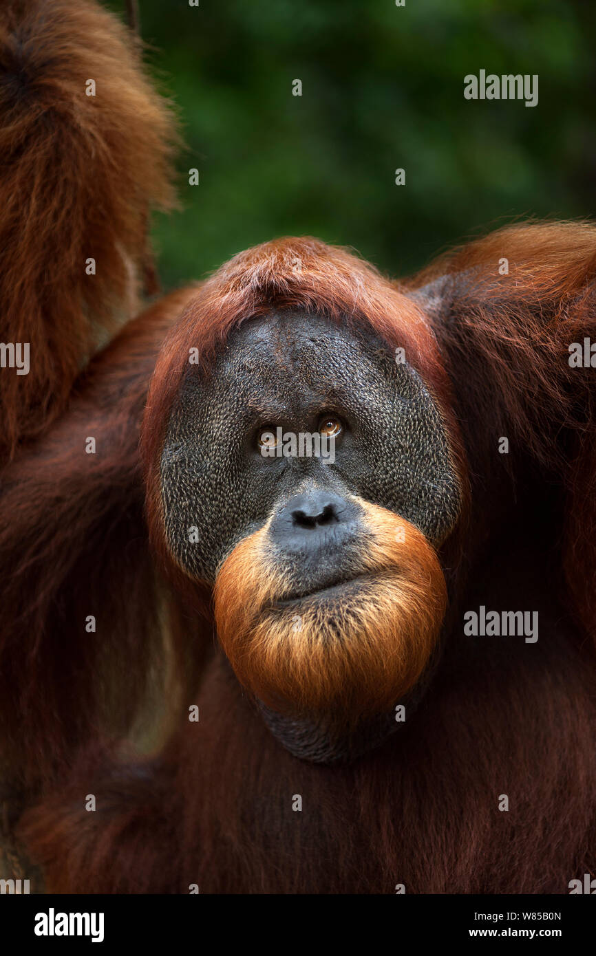 Sumatra Orang-Utans (Pongo abelii) reife männliche' Halik' im Alter von 26 Jahren Kopf und Schultern portrait. Gunung Leuser Nationalpark, Sumatra, Indonesien. Rehabilitiert und freigegeben (oder von denen, die zwischen 1973 und 1995 veröffentlicht wurden). Stockfoto