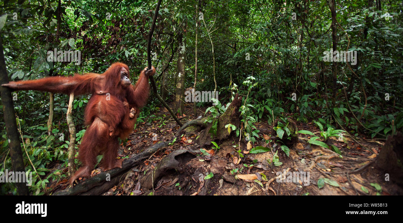 Sumatra Orang-Utans (Pongo abelii) weibliche Andra" im Alter von 22 Jahren mit Andri's Baby Tochter' im Alter von 1-2 Jahren, stehend auf einem von Lianen unterstützt. Gunung Leuser Nationalpark, Sumatra, Indonesien. Rehabilitiert und freigegeben (oder von denen, die zwischen 1973 und 1995 veröffentlicht wurden). Stockfoto