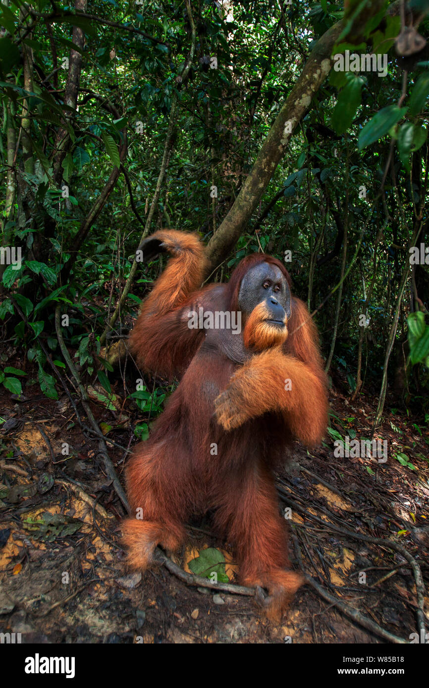 Sumatra Orang-Utans (Pongo abelii) reife männliche' Halik' im Alter von 26 Jahren in einer Waldlichtung. Gunung Leuser Nationalpark, Sumatra, Indonesien. Rehabilitiert und freigegeben (oder von denen, die zwischen 1973 und 1995 veröffentlicht wurden). Stockfoto