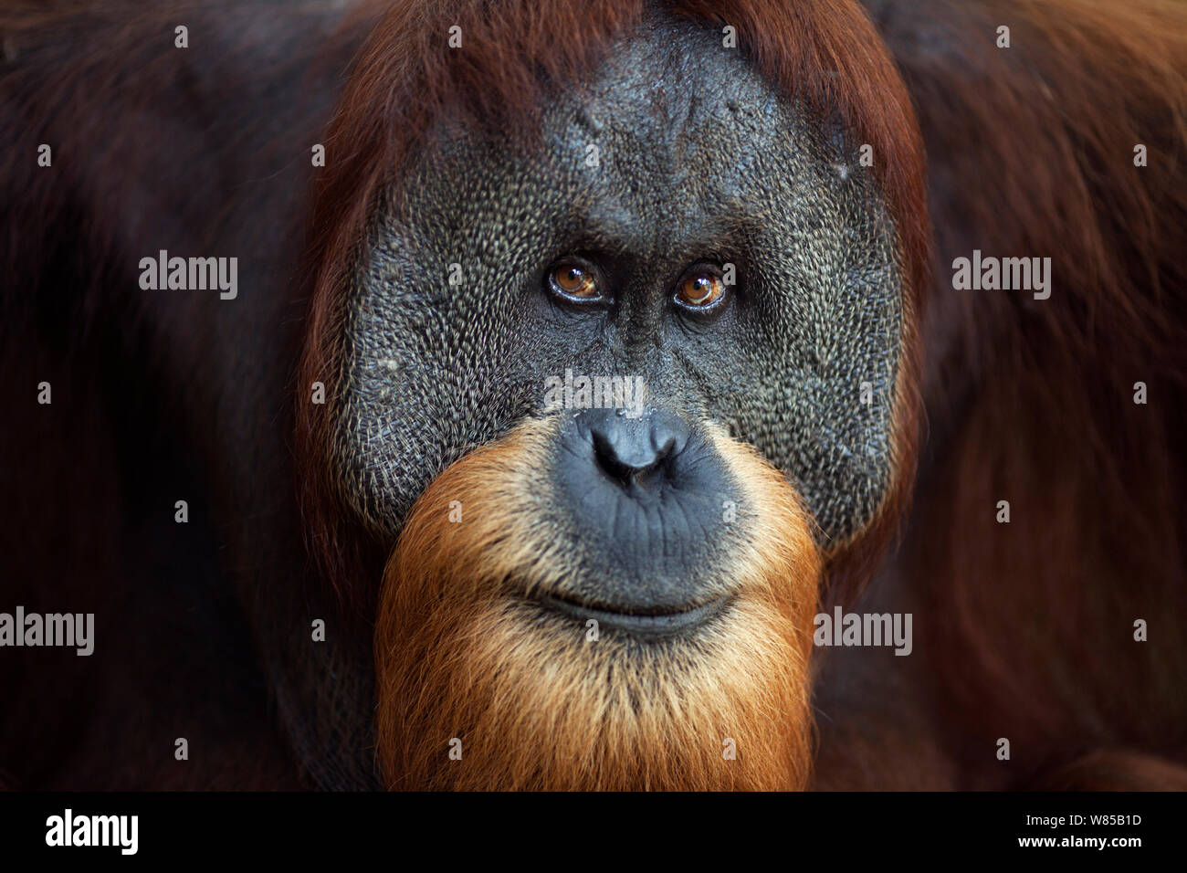 Sumatra Orang-Utans (Pongo abelii) reife Mae' Halik' im Alter von 26 Jahren hoch. Gunung Leuser Nationalpark, Sumatra, Indonesien. Rehabilitiert und freigegeben (oder von denen, die zwischen 1973 und 1995 veröffentlicht wurden). Stockfoto
