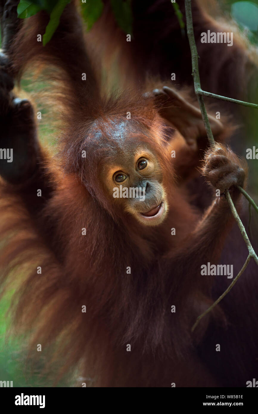 Sumatra Orang-Utans (Pongo abelii) Weibliche baby Umi" im Alter von 2-3 Jahren, die in einem Baum. Gunung Leuser Nationalpark, Sumatra, Indonesien. Rehabilitiert und freigegeben (oder von denen, die zwischen 1973 und 1995 veröffentlicht wurden). Stockfoto